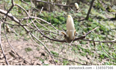 A close-up of a white Magnolia denudata bud, also known as the nude magnolia, in a spring city garden. The First Spring Flowering Tree. High quality photo A close-up of a white Magnolia denudata bud, also known as the nude magnolia, in a spring city garden. The First Spring Flowering Tree. High quality photo 138507566