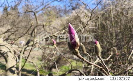 Close-up of pink Magnolia liliiflora bud on a leafless spring tree in a city park. Natural spring background. Close-up of pink Magnolia liliiflora bud on a leafless spring tree in a city park. Natural spring background. 138507567