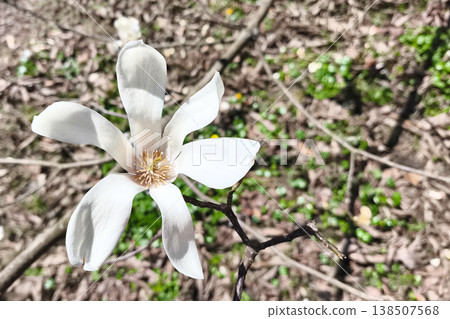 Close-up of a white magnolia kobus flower growing on a tree in a city garden. Detail of spring bloom, ornamental gardening, seasonal freshness, botanical elegance concept Close-up of a white magnolia kobus flower growing on a tree in a city garden. Detail of spring bloom, ornamental gardening, seasonal freshness, botanical elegance concept 138507568