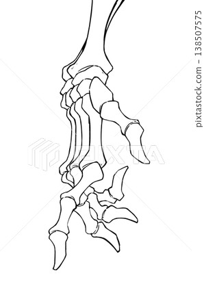 Bone Hand Bone Hand 138507575