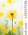 Yellow dandelion 138507598