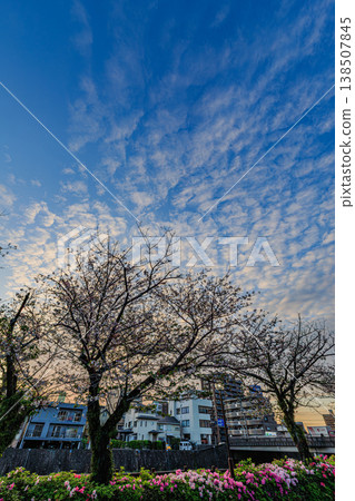 A spring scene of a city with cherry trees and a blue sky and cirrus clouds. A spring scene of a city with cherry trees and a blue sky and cirrus clouds. 138507845