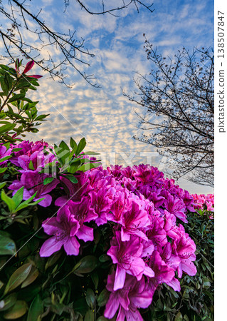 A spring landscape adorned with cirrocumulus clouds and blooming azaleas. A spring landscape adorned with cirrocumulus clouds and blooming azaleas. 138507847
