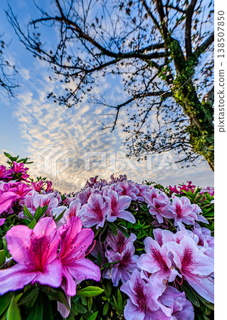低角度拍攝的杜鵑花，背景是佈滿美麗雲彩的天空。 138507850