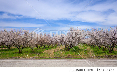 Almond orchard in bloom under a partly cloudy sky Almond orchard in bloom under a partly cloudy sky 138508572