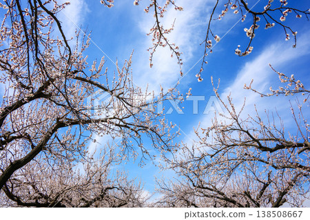 Cherry blossoms sway gently beneath clear sky Cherry blossoms sway gently beneath clear sky 138508667