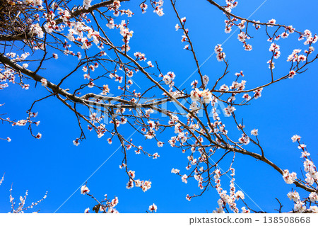 Cherry blossoms bloom beautifully against a clear blue sky Cherry blossoms bloom beautifully against a clear blue sky 138508668