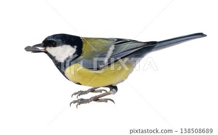 great tit with sunflower seed isolated on white background. Parus major great tit with sunflower seed isolated on white background. Parus major 138508689