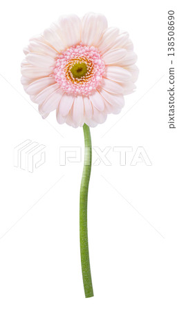 pink gerbera flower isolated on white background 138508690