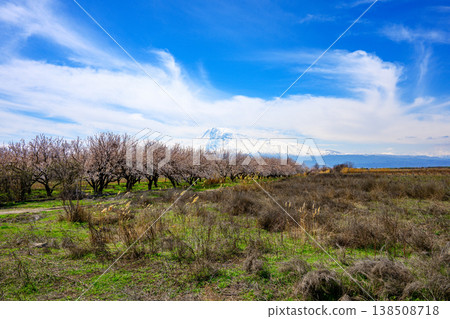 Apricot orchard with pink blossoms, distant mountains, and blue sky Apricot orchard with pink blossoms, distant mountains, and blue sky 138508718