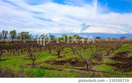 Fruit orchard with snow-capped mountain backdrop Fruit orchard with snow-capped mountain backdrop 138508719