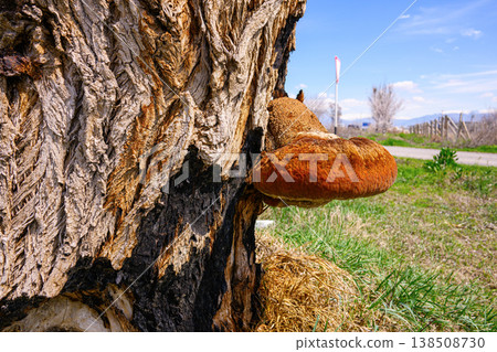 Brown, shelf-like fungus clings to rough, weathered tree bark outdoors Brown, shelf-like fungus clings to rough, weathered tree bark outdoors 138508730