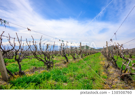 Wineyard vines stand bare, ready for spring 138508760