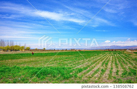 Fresh green crop rows under a clear blue sky Fresh green crop rows under a clear blue sky 138508762