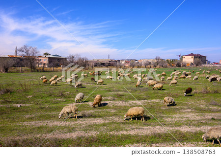 Flock of sheep eating grass in wide field near village Flock of sheep eating grass in wide field near village 138508763