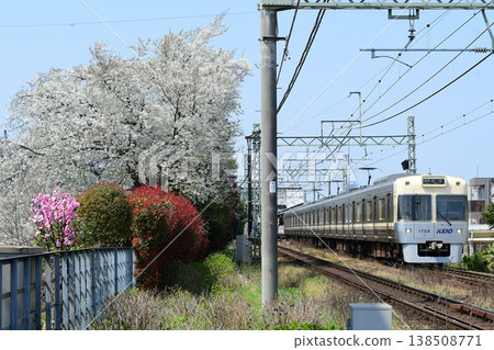 Keio 1000 series 1759F ivory train with cherry blossoms and flowers on the Inokashira Line 138508771