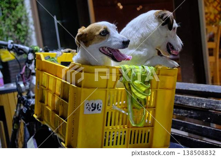 Two dogs sitting in a basket on a bicycle outside a cozy cafe at night, urban lifestyle scene Two dogs sitting in a basket on a bicycle outside a cozy cafe at night, urban lifestyle scene 138508832