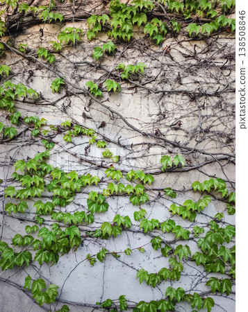 Green ivy climbing old wall in prague, czechia, copy space Green ivy climbing old wall in prague, czechia, copy space 138508846
