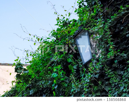 Street lamp emerging from lush green ivy in prague's novy svet district, copy space, wallpaper 138508868