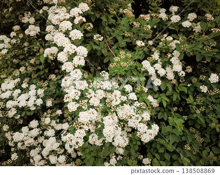 White flowers blooming on bush in prague, czechia, copy space, wallpaper White flowers blooming on bush in prague, czechia, copy space, wallpaper 138508869