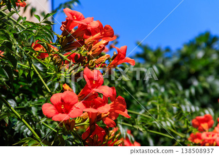 Bright orange flowers of the trumpet vine or trumpet creeper (Campsis radicans) Bright orange flowers of the trumpet vine or trumpet creeper (Campsis radicans) 138508937
