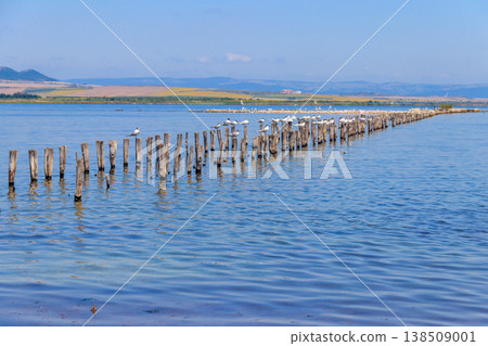 Flock of common terns (Sterna hirundo) perched on a wooden poles at Pomorie salt lake in Bulgaria Flock of common terns (Sterna hirundo) perched on a wooden poles at Pomorie salt lake in Bulgaria 138509001