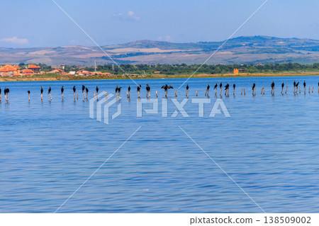 Flock of great cormorants (Phalacrocorax carbo) perched on a wooden poles at Pomorie salt lake in Bulgaria Flock of great cormorants (Phalacrocorax carbo) perched on a wooden poles at Pomorie salt lake in Bulgaria 138509002