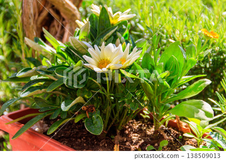 Beautiful gerberas in the garden Beautiful gerberas in the garden 138509013