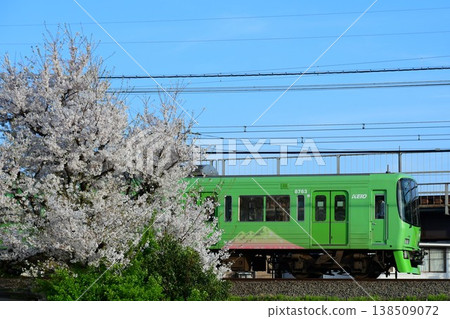 Keio 8000 series 8713F Takaosan Train and cherry blossoms 138509072