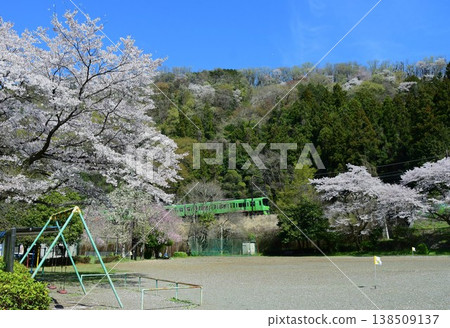 京王8000系列8713F高尾山列車與櫻花 京王8000系列8713F高尾山列車與櫻花 138509137