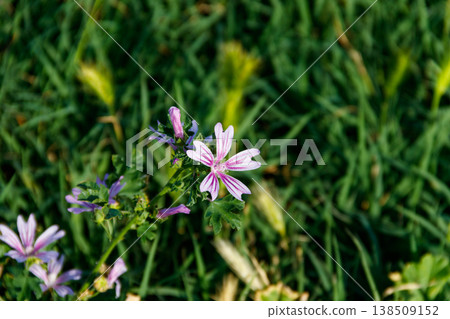 Common mallow (Malva sylvestris) on a green meadow Common mallow (Malva sylvestris) on a green meadow 138509152