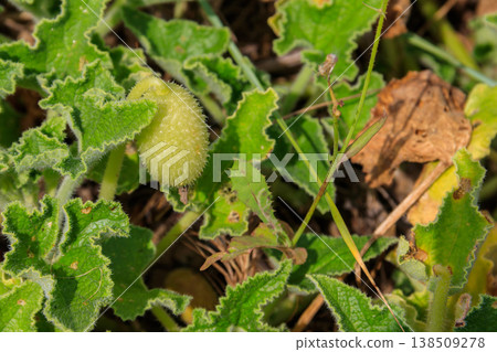Green plant of the squirting cucumber or exploding cucumber (Ecballium elaterium) 138509278