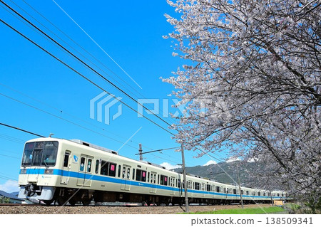 小田急8000系列8263F和櫻花 小田急8000系列8263F和櫻花 138509341
