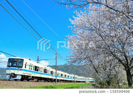 Odakyu 8000 series 8262F and cherry blossoms 138509406
