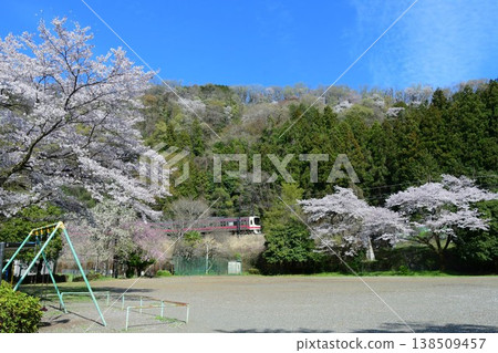 京王8000系列和櫻花 京王8000系列和櫻花 138509457