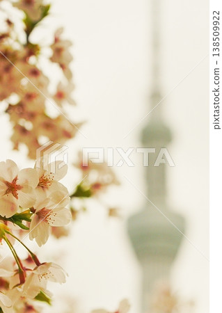 櫻花 138509922