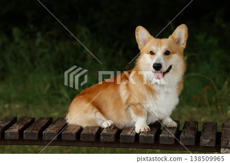 Joyful Corgi Photo. Cheerful Corgi Dog Looks At Camera With Sunny Smile And Bright Eyes Joyful Corgi Photo. Cheerful Corgi Dog Looks At Camera With Sunny Smile And Bright Eyes 138509965