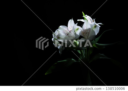 Alstroemeria bouquet on black background Alstroemeria bouquet on black background 138510006