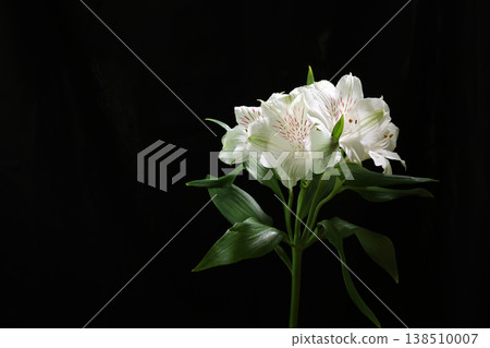 Alstroemeria bouquet on black background Alstroemeria bouquet on black background 138510007