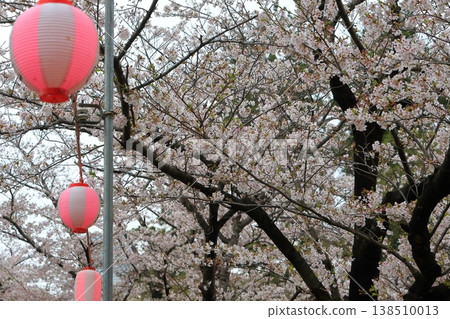 櫻花盛開 櫻花盛開 138510013