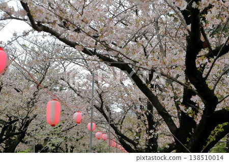 Cherry tree in full bloom Cherry tree in full bloom 138510014