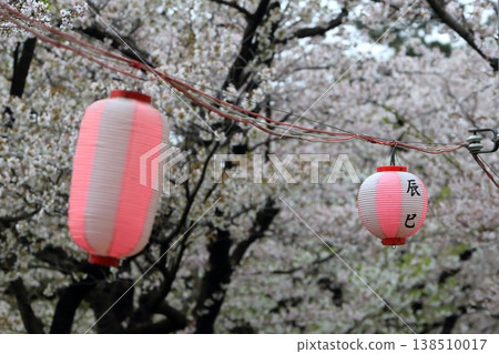 Cherry tree in full bloom Cherry tree in full bloom 138510017
