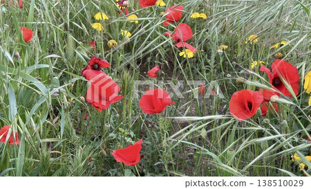 A close-up shot of red poppies and orange daisies. Wildflowers bloom in spring. A close-up shot of red poppies and orange daisies. Wildflowers bloom in spring. 138510029