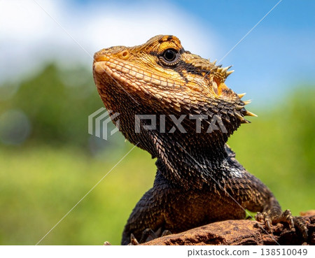 A lizard A lizard 138510049