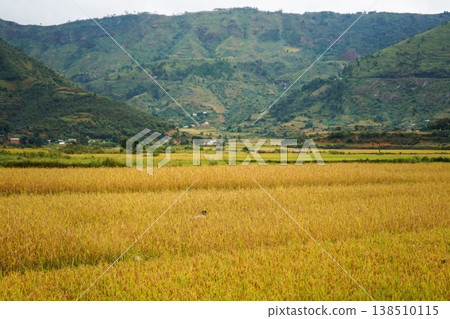 Yellow rice field, with some mountains in background, unrecognisable boy seen from behind, kneeling in crops, weeding Yellow rice field, with some mountains in background, unrecognisable boy seen from behind, kneeling in crops, weeding 138510115