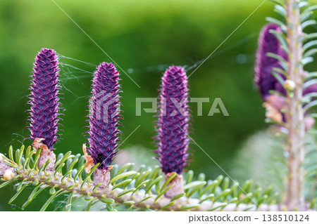 Young purple spruce (abies species) cones growing on branch with fir, closeup detail 138510124