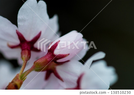 Sakura Somei Yoshino (Yoshino cherry tree) Sakura Somei Yoshino (Yoshino cherry tree) 138510230