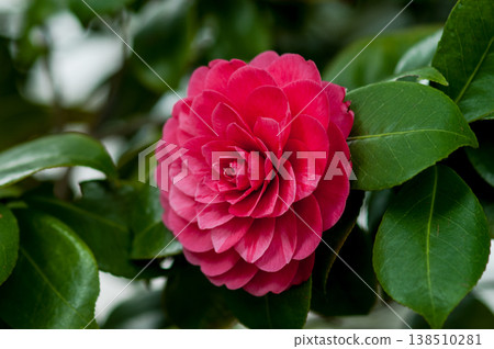 Snowy camellia flower Snowy camellia flower 138510281