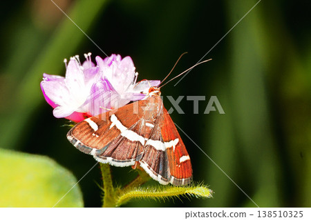 White-banded moth feeding on the nectar of Polygonum thunbergii White-banded moth feeding on the nectar of Polygonum thunbergii 138510325