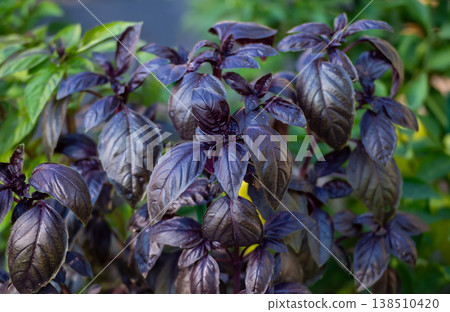 Purple Basil in Full Bloom Purple Basil in Full Bloom 138510420